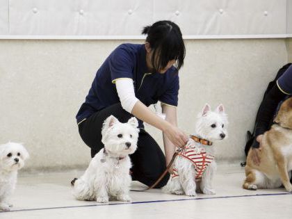 ペット総合科&動物看護科 ペットのおしごとを知ろう! のイメージ