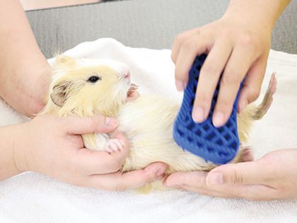 【来校型】ペット総合科 小動物のシャンプー体験 のイメージ