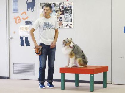 ペット総合科 ドッグトレーナーコース ドッグトレーナー体験【小泉先生】~アジリティ体験~ のイメージ