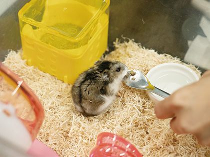 【来校型】動物看護科 動物の栄養管理 のイメージ
