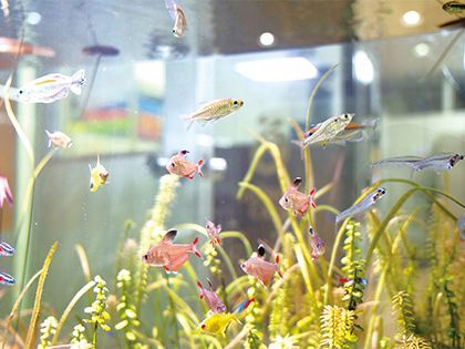 【来校型】ペット総合科 ペットアドバイザーコース 水槽レイアウト のイメージ