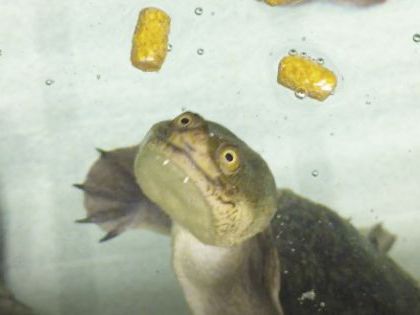 ペット総合科 ペットアドバイザーコース 水生生物を学ぼう!! のイメージ