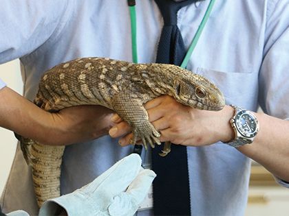 【来校型】ペット総合科 ペットアドバイザーコース 爬虫類博士になろう！ のイメージ
