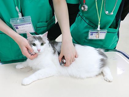 【来校型】動物看護科 猫のお世話体験 のイメージ