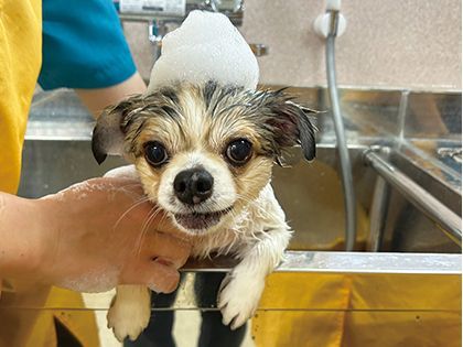 【来校型】動物看護科 動物看護師のお仕事～シャンプー編～ のイメージ