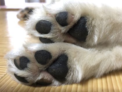 ペット総合科&動物看護科 パッドクリーム作り体験 のイメージ