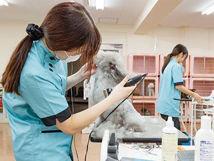【来校型】夏休みスペシャルオープンキャンパス！ペット総合科＆動物看護科 のイメージ